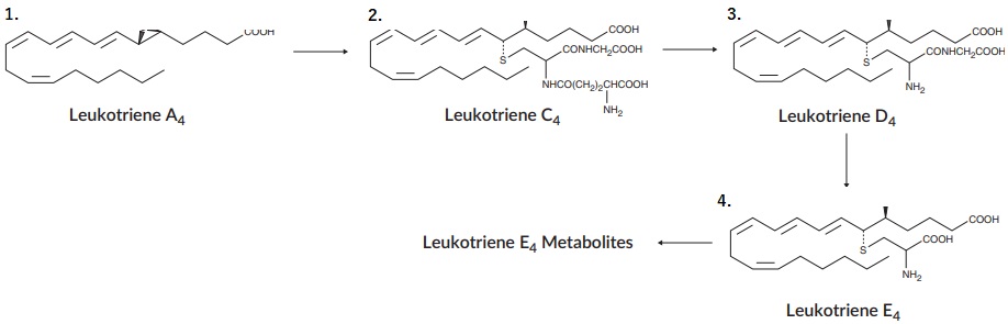 Cysteinyl Leukotrieneの生合成