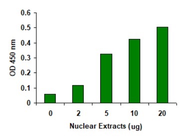Hela細胞株由来の核抽出物のDNMT活性測定例