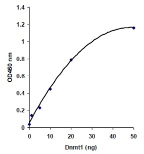 組換え体DNMT1の酵素活性測定例