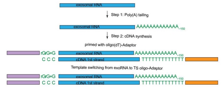 EVery cDNA Synthesis Kitのワークフロー