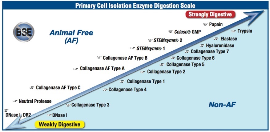 Collagenase_Product_Lineup
