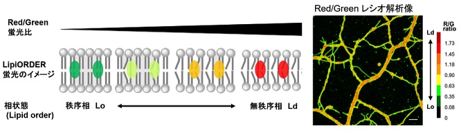 生体膜の相状態（Lipid order）Lo/Ldをイメージングにより定量的に観察することができるLipiORDER