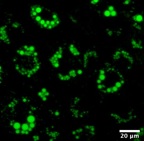 3T3-L1細胞蛍光画像