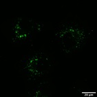 COS7細胞蛍光画像