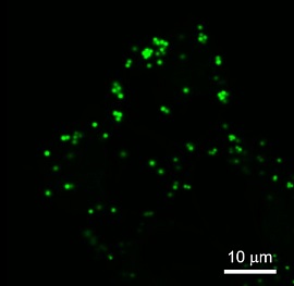 LipiDye<sup>®</sup>Ⅱによる非脂肪細胞（Non-adipocyte）の染色例