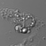 二光子顕微鏡によるミクログリアの観察（明視野-拡大図）