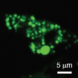 二光子顕微鏡によるミクログリアの観察（蛍光-拡大図）