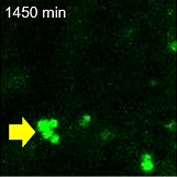 生細胞イメージングによる新生脂肪滴の動的挙動解析（1,450 min）