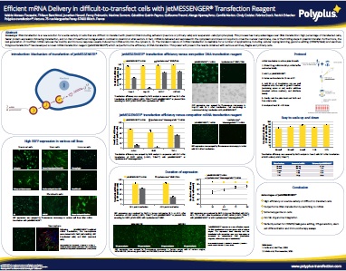 Efficient mRNA Delivery in difficult-to-transfect cells with jetMESSENGER?Transfection Reagent