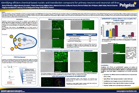 Identifying efficient chemical-based nucleic acid transfection compound for primary neurons and neuronal cell lines