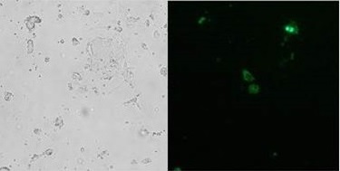 マウス幹細胞：他社トランスフェクション試薬 - L2K/eGFPプラスミドDNA
