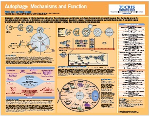 Autophagy: Mechanisms and Functionポスター