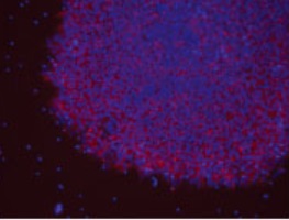 ヒトES（H9）細胞TRA-1-60および核（DAPI）の蛍光染色像