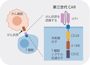 BCMA-CAR／CD19-CARレポーター発現細胞