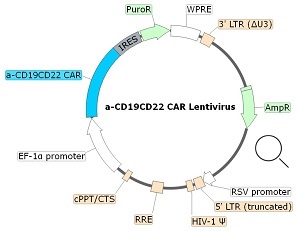 Anti-CD19/CD22 Bispecific CAR Lentivirus（Clones FMC63/m971 ScFv-CD8-4-1BB-CD3ζ） vector map