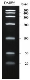 RNAマーカー DynaMarker RNA Low II