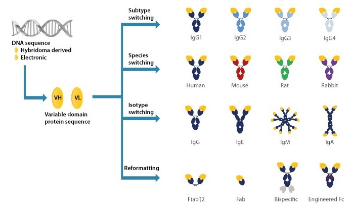 抗体可変領域cDNAのシークエンシングの作業内容イメージ