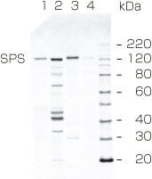 抗SPS抗体（#AS03-035）の使用例