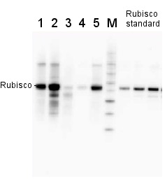 抗RbcL抗体（#AS03-037）を使用したウエスタンブロット像