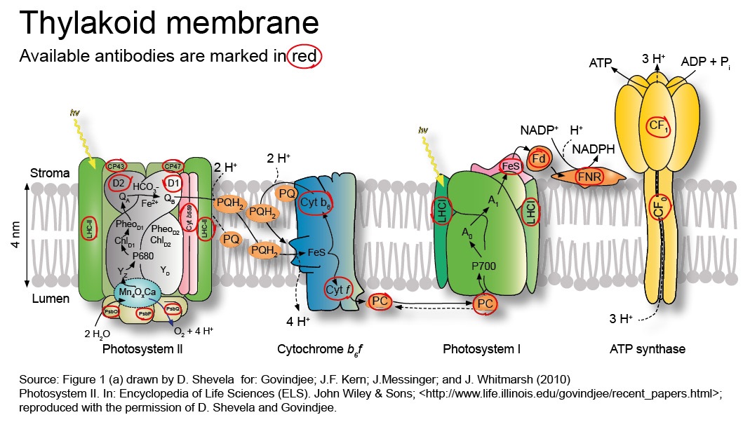 Thylakoid membrane Antibody