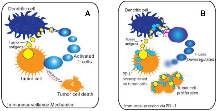 抗がん免疫監視システムとPD-L1による免疫抑制