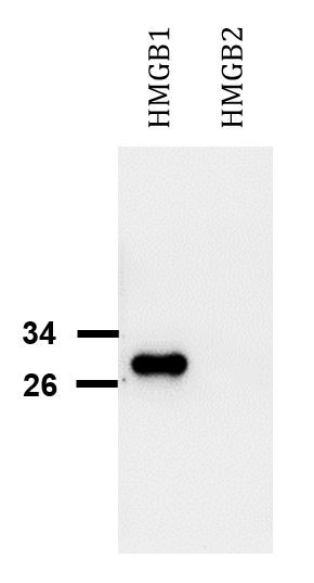 図3. 抗HMGB1抗体（#ARG66714）を用いたウエスタンブロット像