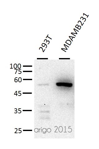 抗p53抗体（#ARG10519）を用いたウエスタンブロッティング像