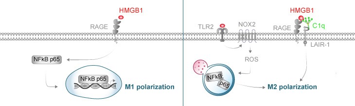 HMGB1によるM2マクロファージの極性化