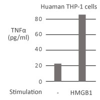 HMGB1組換え体タンパク質（#ARG70220）による刺激