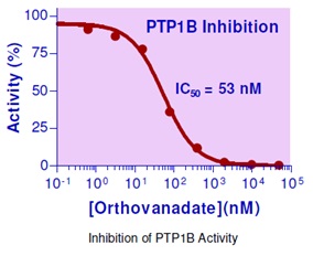 本製品を用いたPTP1B活性の阻害曲線