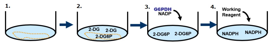 EnzyFluo Glucose Uptake Assay Kit（#EFGU-100）操作法概略