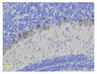 d-Calbindin（マウス小脳　DAB：凍結切片）免疫染色像