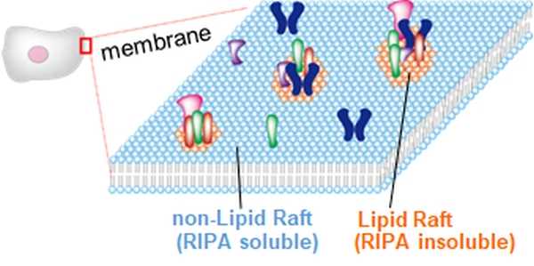 MEMO What is  Lipid Raft