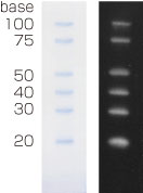 DIG標識されたプレステインRNAラダーマーカー Colored DIG Marker for Small RNA<sup>DynaMarker</sup>