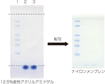 DIG標識されたプレステインRNAラダーマーカー Colored DIG Marker for Small RNA<sup>DynaMarker</sup>