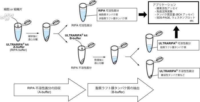 脂質ラフト（Lipid Raft）タンパク質を非変性状態で効率的に抽出できる　ULTRARIPA Kit for Lipid Raft