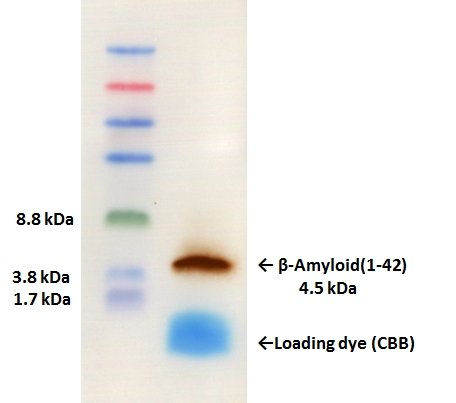 DynaMarker Protein MultiColor Stable, Low Rangeを用いたβ-Amyloid(1-42)検出実験