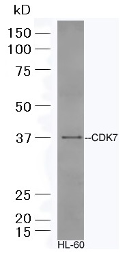 抗CDK7抗体