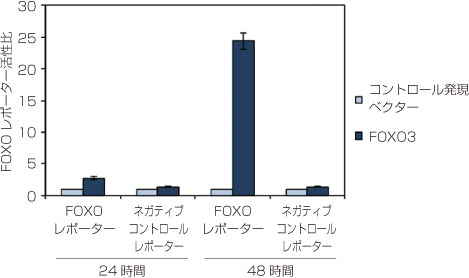 図1：HEK293細胞における、FOXO3により発現誘導されたFOXOレポーター活性の比較