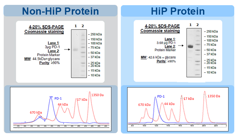 HiP Protein