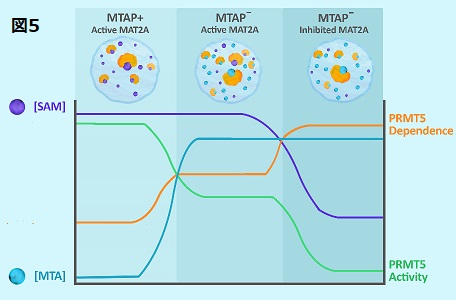 MTAP欠損細胞におけるMTA阻害