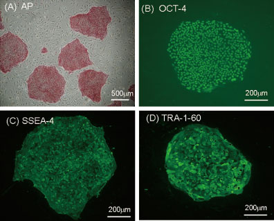 霊長類ES細胞 / iPS細胞に適したガラス化凍結保存液 ステムセルキープ（StemCell Keep）