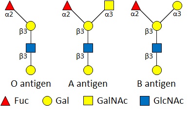 ABO式血液型抗原の模式図