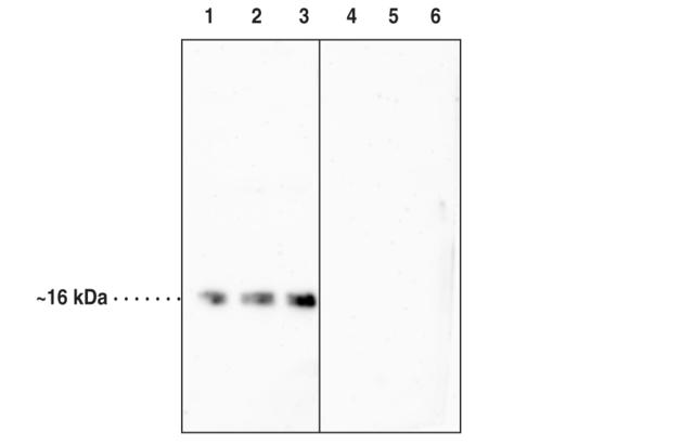 抗Histone H3（Citrullinated R2＋R8＋R17）モノクローナル抗体（＃17939）を用いたウエスタンブロット像