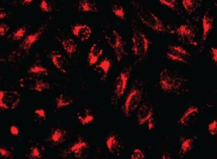 Image of LysoBrite NIR staining of HeLa cells