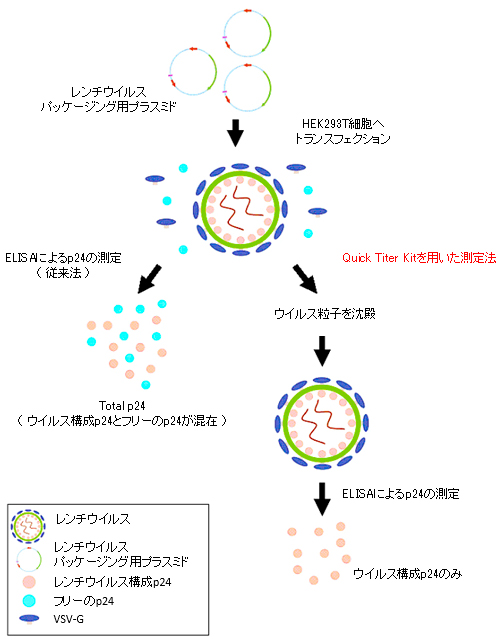レンチウイルス力価測定キット(p24 ELISA Kit)の操作方法概略