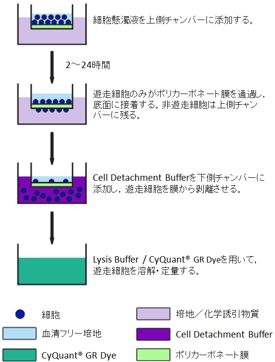 モノサイトやマクロファージなど細胞遊走の定量に CytoSelect 96-well Cell Migration Assay Kit (5μm)