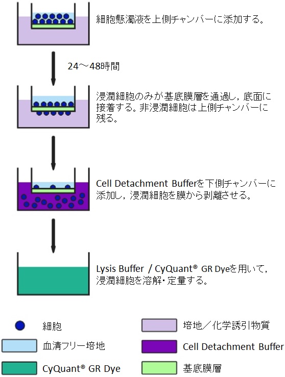 がん細胞の浸潤定量に CytoSelect 24-well Cell Invasion Assay Kit