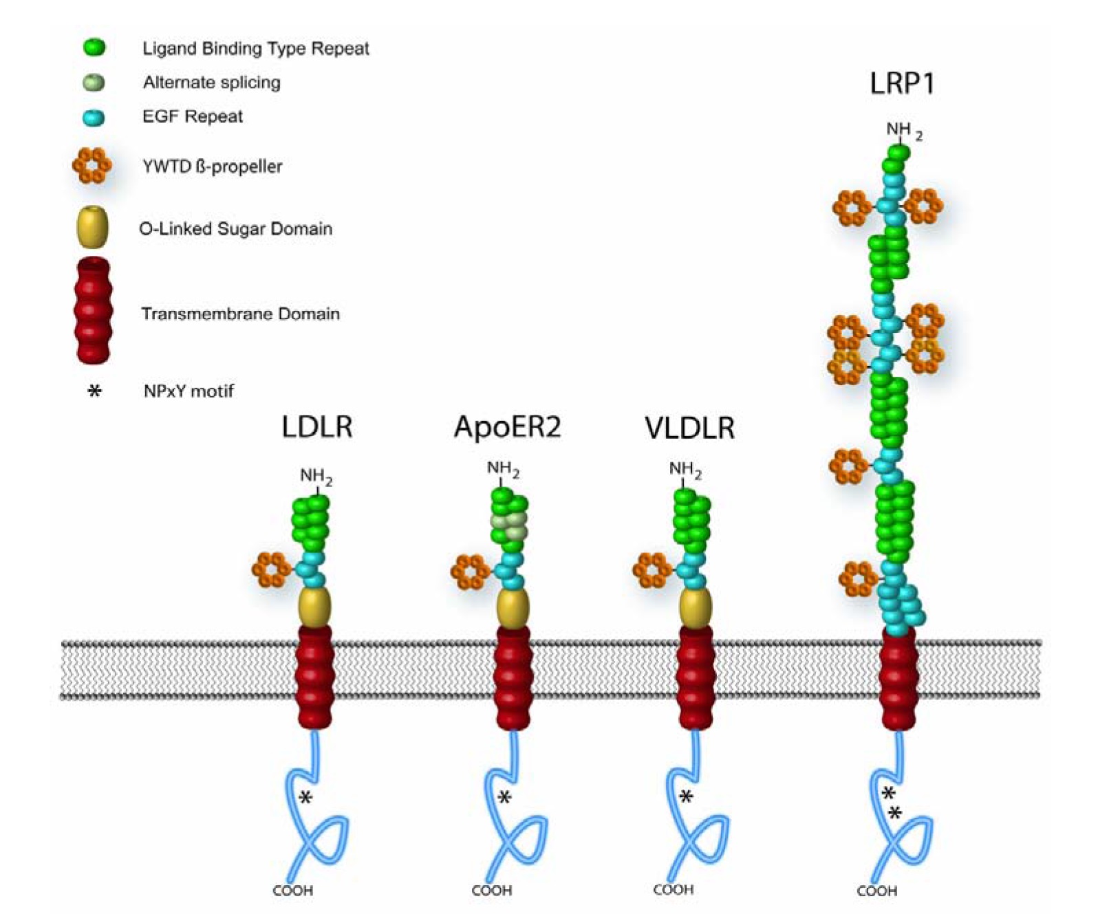 LDL Receptorファミリーメンバーと構造