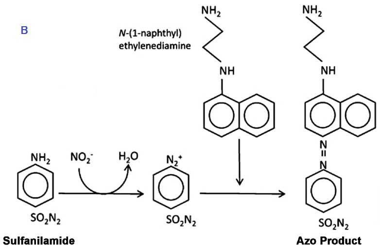 OxiSelect Nitric Oxide(Nitrite/Nitrate) Assay Kitの測定原理2